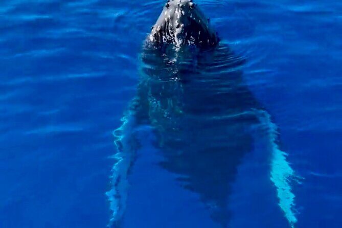2 Hour Afternoon Lahaina Whale Watch - Small-group boat comfort and the no-shoes rule