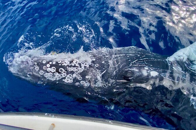 2 hour Lahaina Sunrise Whale Watch - Sunrise views that actually stay in your head