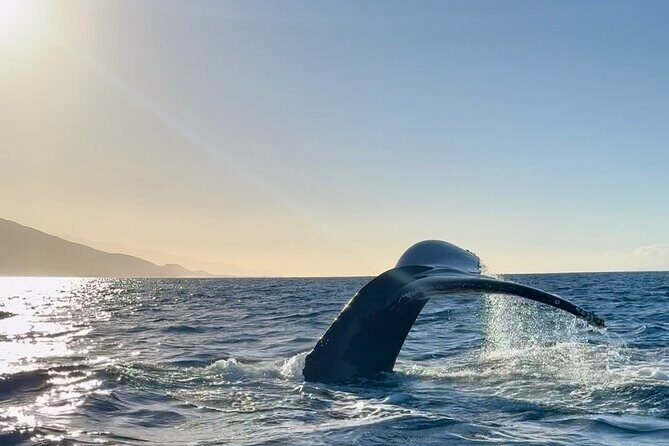 2 hour Lahaina Sunrise Whale Watch - Value check: why this format can beat the bigger, louder options