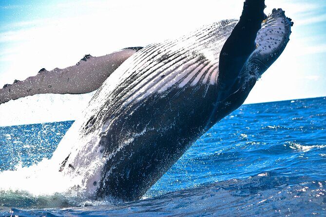 2-Hour Ma'alaea Humpback Whale Watching Cruise for up to 6 Guests - Key highlights worth planning around