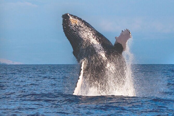 2-Hour Ma'alaea Humpback Whale Watching Cruise for up to 6 Guests - On board: marine naturalist tips that make spotting click