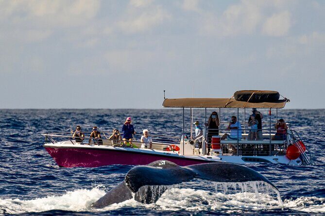 2 Hour Prime Time Maui Whale Watching - Key highlights worth the hype