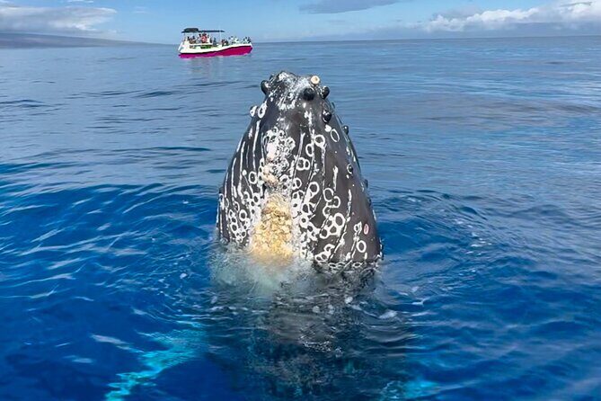 2 Hour Prime Time Maui Whale Watching - Prime Time Timing and What the 2 Hours Feels Like