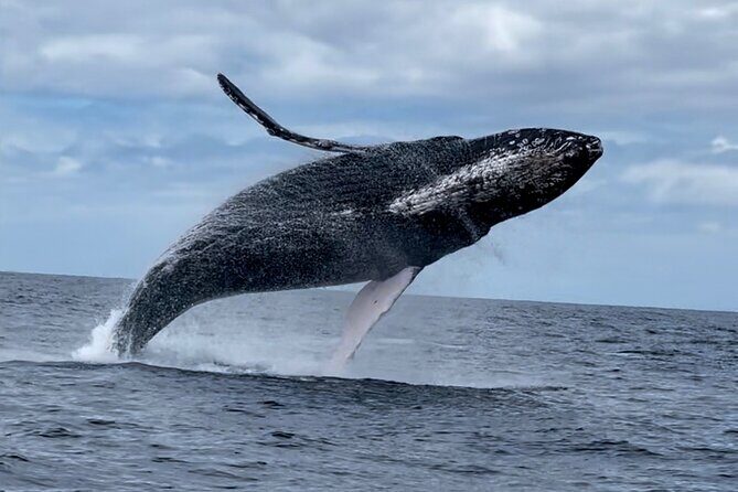 2 Hour Prime Time Maui Whale Watching - The West Maui Island Views: Moloka‘i, Lana‘i, Kaho‘olawe, Haleakalā