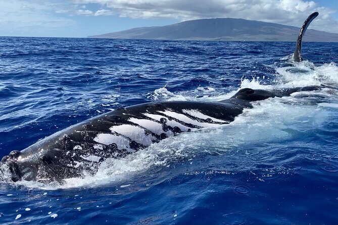 2 Hour Prime Time Maui Whale Watching - Captain Emma and Lexi: The Crew That Turns Sighting Into Understanding