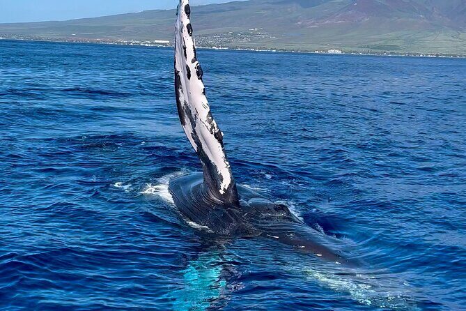 2 Hour Prime Time Maui Whale Watching - What’s Included: Filtered Water and a No-Fuss On-Board Setup