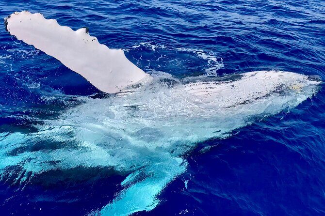 2 Hour Prime Time Maui Whale Watching - Who Should Book This Whale Watch (and Who Might Want Another Option)