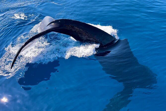2 Hour Prime Time Maui Whale Watching - How They Find Whales: Close Encounters, Breaches, and Whale Song