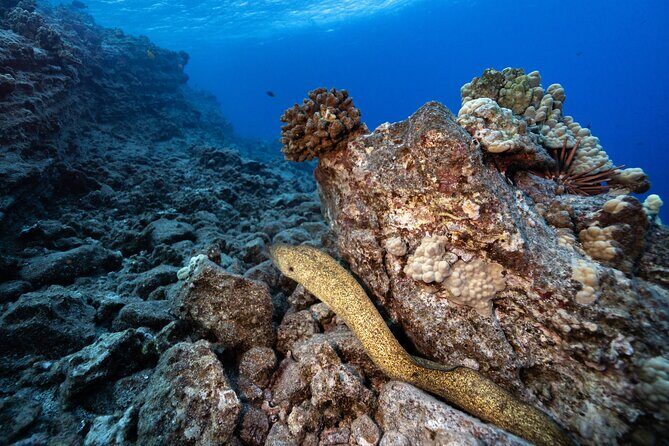 2-Tank Dive Featuring the Molokini Crater - Safety and personal attention: the crew’s small-group style