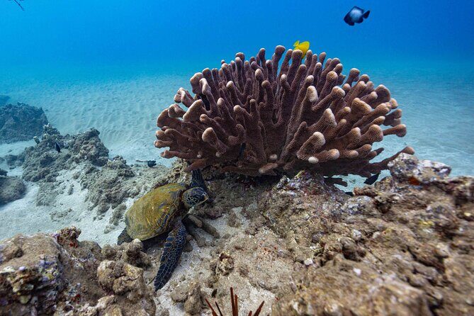 2-Tank Dive Featuring the Molokini Crater - What you must send before you board (and why it’s strict)