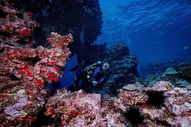 2 Tank Lanai Cathedral Scuba Dive Via Boat for Certified Divers - Small group energy: better attention from the lead guide