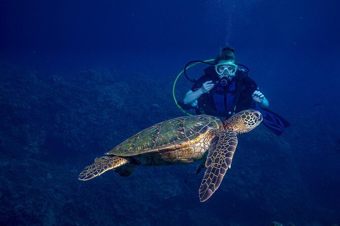 2-Tank Maui Turtle Scuba Dive or Snorkel Boat Tour - Price and value: $245.48 for two sessions, snacks, and a small-group reef hunt