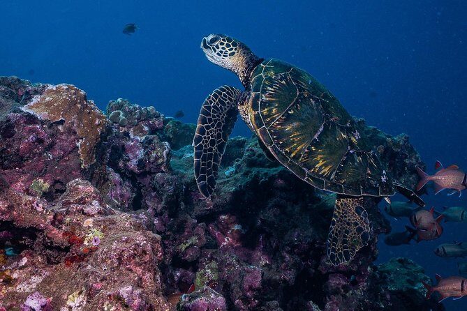 2-Tank Maui Turtle Scuba Dive or Snorkel Boat Tour - Who this tour is best for (and who should think twice)