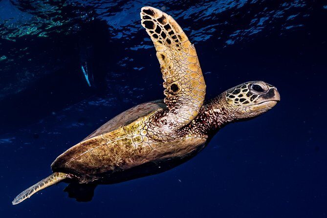 2-Tank Maui Turtle Scuba Dive or Snorkel Boat Tour - The two underwater sessions: 40 feet of reef time, with a break built in