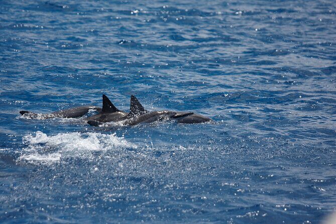 3-Hour Small-Group Maalaea Luxury Snorkel Cruise Tour - Sugar Beach and Haycraft Park: where you get classic Maui shoreline time