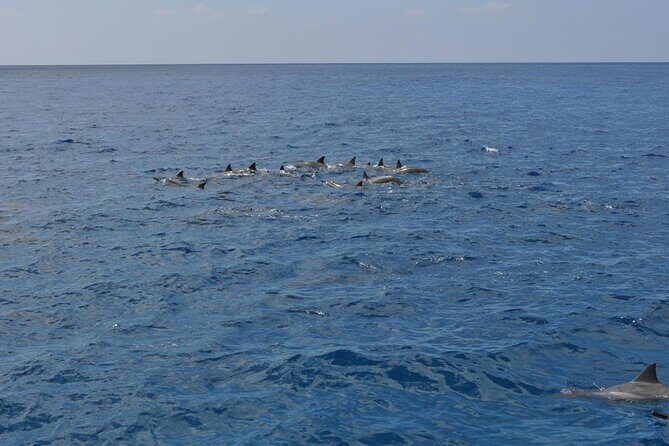 3-Hour Small-Group Maalaea Luxury Snorkel Cruise Tour - Coral Gardens by boat: the reef stop you can only do from the water