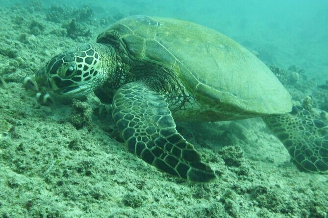 3-Hour Small-Group Maalaea Luxury Snorkel Cruise Tour - Luxury that matters: comfort, stability, and supportive coaching