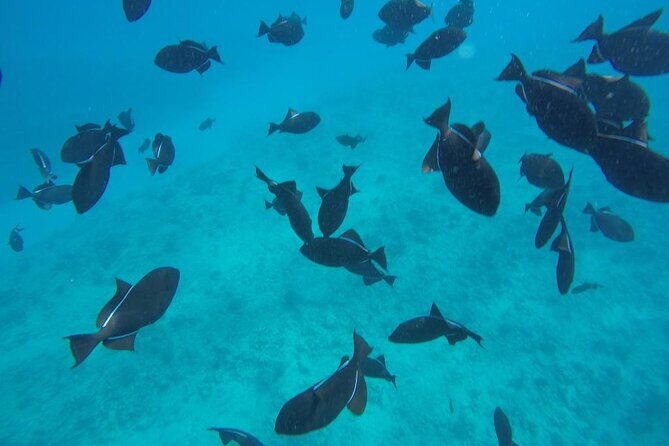 3-Hour Small-Group Maalaea Luxury Snorkel Cruise Tour - Avoiding the worst crowds: the real value of a small-group plan