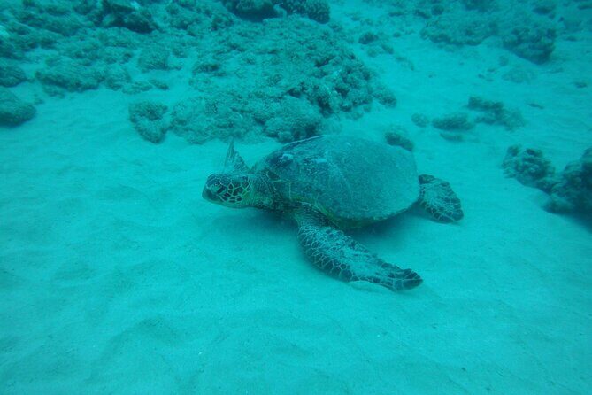 3-Hour Small-Group Maalaea Luxury Snorkel Cruise Tour - McGregor Point and the lighthouse coast: your first real Maui wow moment