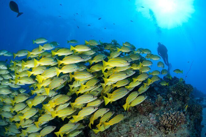 3-Tank Dive Featuring the Molokini Crater - Logistics You Can’t Ignore: Experience Proof, Gear Details, and Altitude Rules