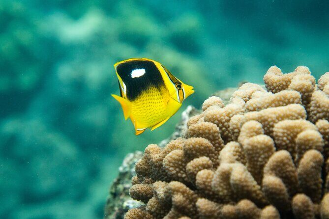 All-Inclusive 5.5 hr La Perouse Bay & Molokini Sea Cave Boat Tour - Molokini snorkeling: why up to three stops changes everything