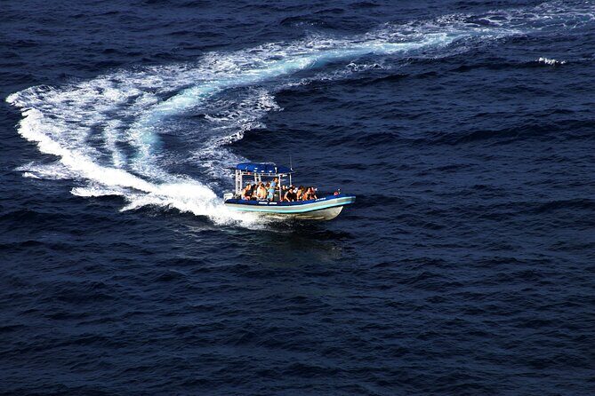 All-Inclusive 5.5 hr La Perouse Bay & Molokini Sea Cave Boat Tour - Wildlife you might actually see: turtles, dolphins, and whale season