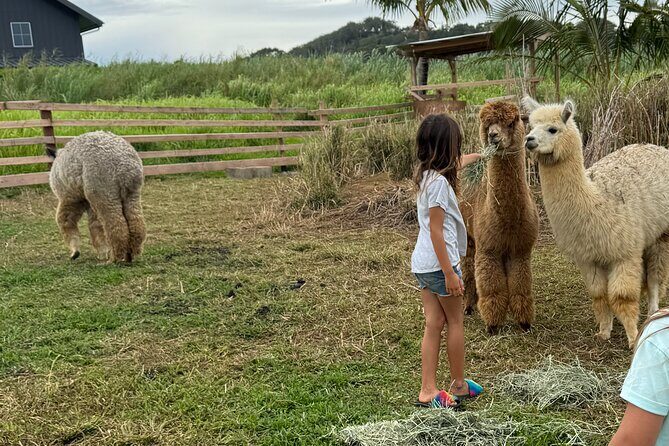 Alpaca Farm Experience on the Road to Hana - Key highlights worth planning for