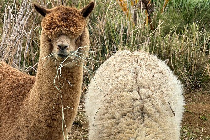 Alpaca Farm Experience on the Road to Hana - Why this 30-minute alpaca stop fits the Road to Hana day