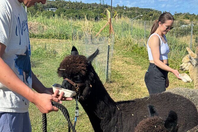 Alpaca Farm Experience on the Road to Hana - Feeding, walking, and getting the close-up photos