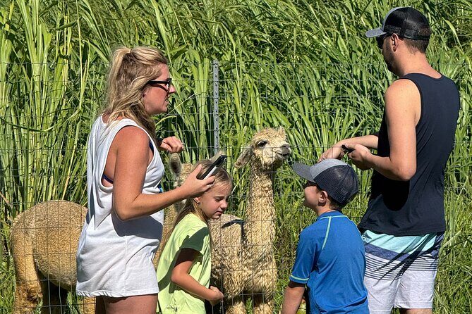 Alpaca Farm Experience on the Road to Hana - The guide makes the difference in a short visit