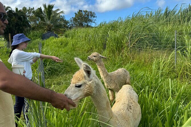 Alpaca Farm Experience on the Road to Hana - Snacks and water: small add-on value that you’ll actually notice
