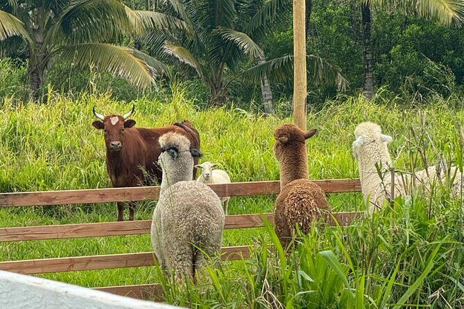 Alpaca Farm Experience on the Road to Hana - Price and value: is $49 per person worth it?