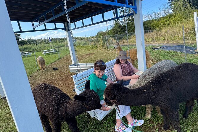 Alpaca Farm Experience on the Road to Hana - Weather and the outdoor reality of Maui