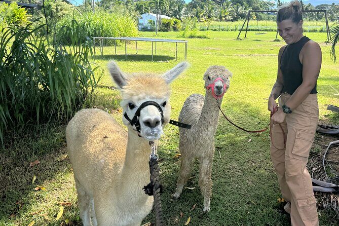 Alpaca Farm Experience on the Road to Hana - The exact meeting point on Hana Hwy (and why timing matters)