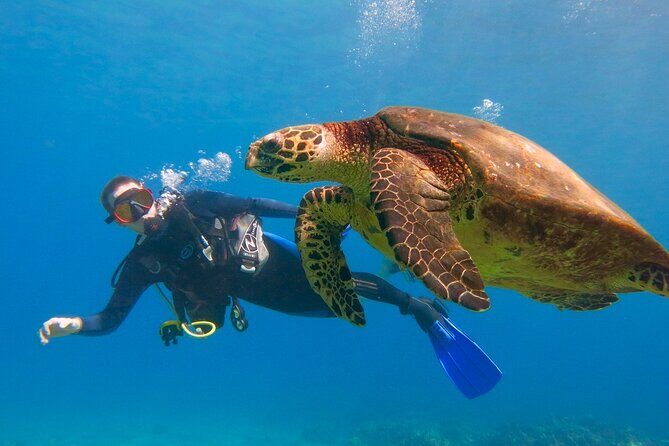 Beginner Scuba Dive in Lahaina: Swimming Required - Key Points That Matter Before You Go