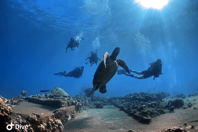 Beginner Scuba Dive in Lahaina: Swimming Required - Where This First-Time Scuba Lesson Fits in Maui’s Best Water
