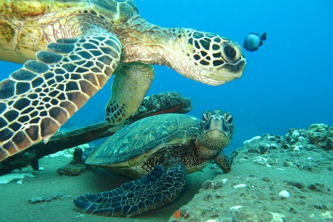 Beginner Scuba Dive in Lahaina: Swimming Required - Wildlife You Can Actually Hope For (Turtles, Eels, Rays, and More)