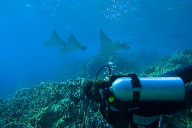 Beginner Scuba Dive in Lahaina: Swimming Required - The Private Course Upgrade for Less-Comfortable Swimmers