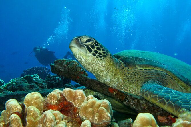 Beginner Scuba Dive in Lahaina: Swimming Required - Price and What You Get for $229 in a Small Group