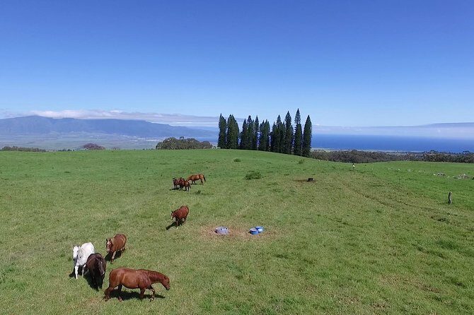 Best Haleakala Downhill Self-Guided Bike Tour with Maui Sunriders - Stop 3: Makawao paniolo-country break for lunch and browsing