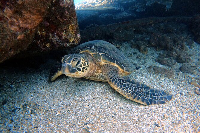 Certified Divers! Scuba dive the Ka'anapali Coast and more! - Quick Hits: What You’ll Notice Fast