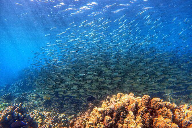 Certified Divers! Scuba dive the Ka'anapali Coast and more! - West Maui Reef From Shore: What Makes This Ka’anapali Coast Trip Different