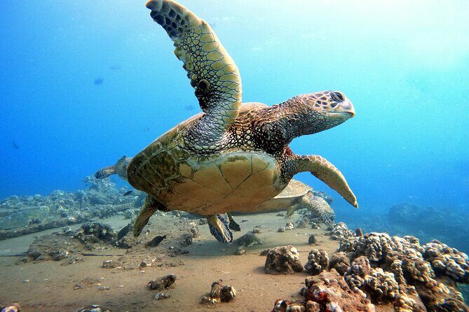 Certified Divers! Scuba dive the Ka'anapali Coast and more! - The Reef Encounter Checklist: What You’re Here to See