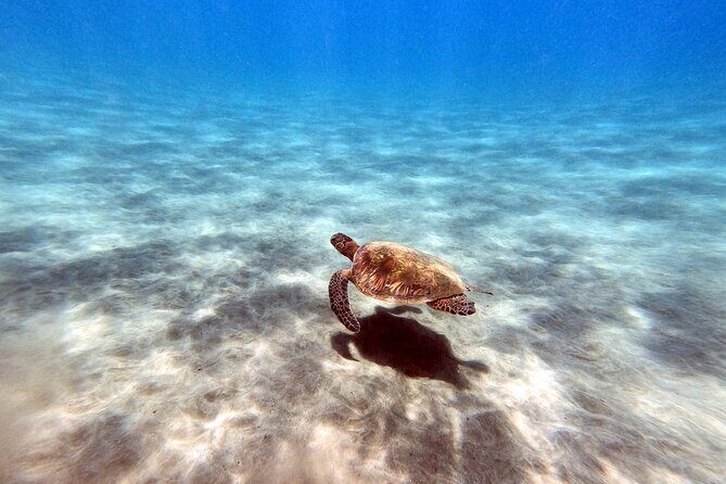 Certified Divers! Scuba dive the Ka'anapali Coast and more! - Shore-Scuba Reality Check: Fitness, Weight, and English Requirements