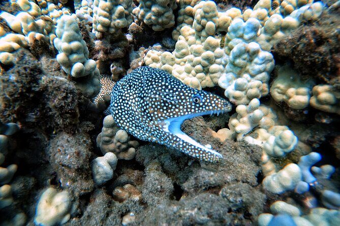Certified Divers! Scuba dive the Ka'anapali Coast and more! - Night Options Near Black Rock: What Changes After Dark