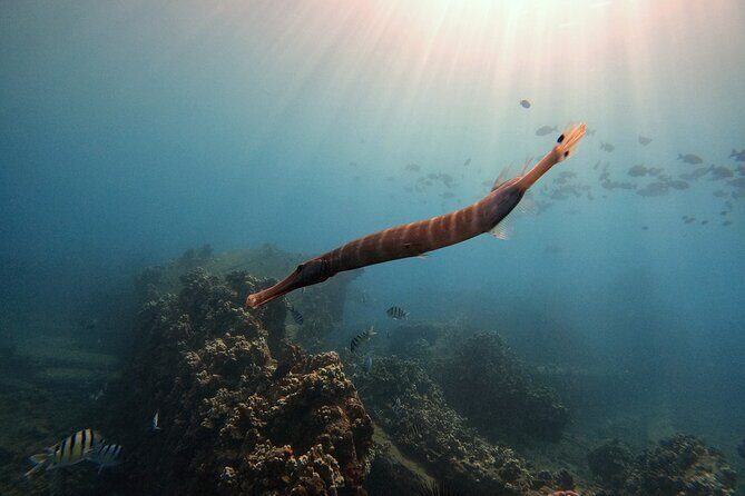 Certified Divers! Scuba dive the Ka'anapali Coast and more! - After the Water: The 1,000-Foot Rule for the Next 18 Hours