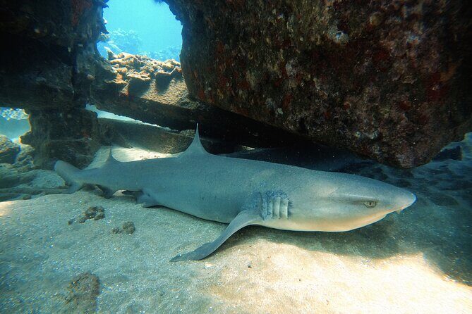 Certified Divers! Scuba dive the Ka'anapali Coast and more! - Kahekili Beach Park to the Waterline: Timing and Small-Group Feel