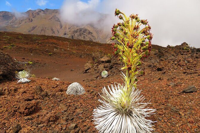 Classic Haleakala Sunrise Tour - The early-morning payoff on Haleakalā