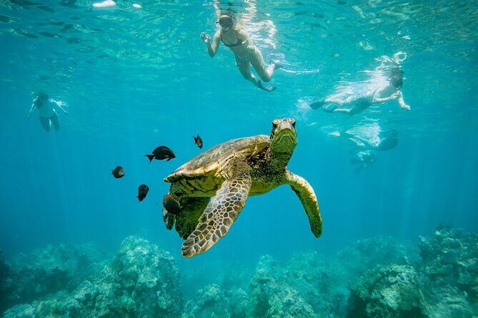 Discover the Magic of Coral Garden’s Turtle Town - Maalaea Harbor - Key things to know before you go