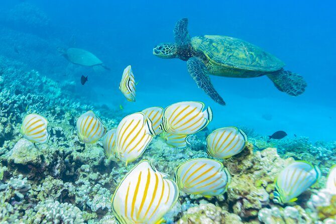 Discover the Magic of Coral Garden’s Turtle Town - Maalaea Harbor - What makes the tour feel well-run: crew attention and safety rhythm